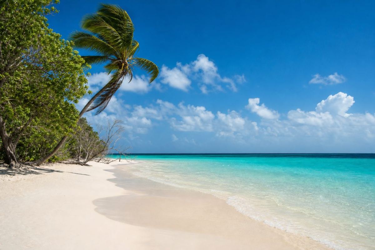 Lång vit sandstrand på Aruba med turkost vatten och vindböjda träd under blå himmel